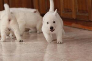 White-Shepherd-Puppies-Short-Coat-2154