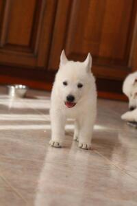 White-Shepherd-Puppies-Short-Coat-2185