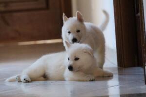 White-Shepherd-Puppies-Short-Coat-2242