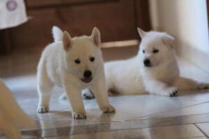 White-Shepherd-Puppies-Short-Coat-2248