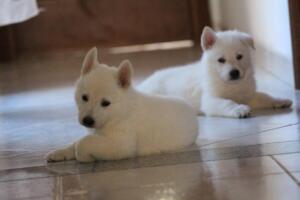 White-Shepherd-Puppies-Short-Coat-2261