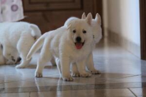 White-Shepherd-Puppies-Short-Coat-2285