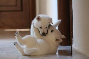 White-Shepherd-Puppies-Short-Coat-2313