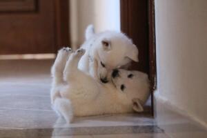 White-Shepherd-Puppies-Short-Coat-2316