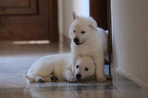 White-Shepherd-Puppies-Short-Coat-2323