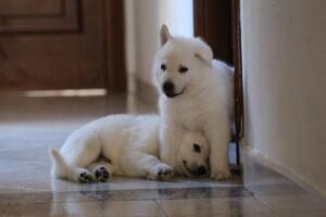 White-Shepherd-Puppies-Short-Coat-2325