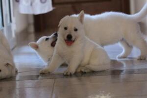 White-Shepherd-Puppies-Short-Coat-2338