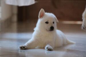 White-Shepherd-Puppies-Short-Coat-2359