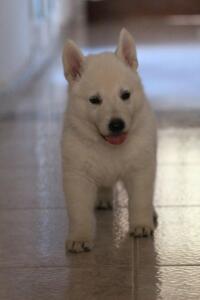 White-Shepherd-Puppies-Short-Coat-2399
