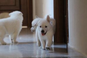 White-Shepherd-Puppies-Short-Coat-2416