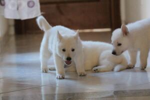 White-Shepherd-Puppies-Short-Coat-2437
