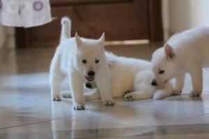 White-Shepherd-Puppies-Short-Coat-2438