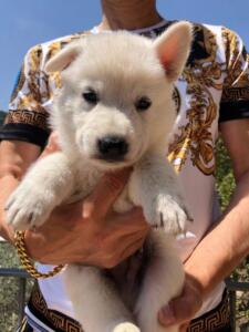 White-Swiss-Shepherd-Puppies-BTWW-Monaco-Monte-Carlo-0079