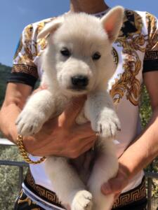 White-Swiss-Shepherd-Puppies-BTWW-Monaco-Monte-Carlo-0081