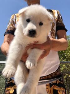 White-Swiss-Shepherd-Puppies-BTWW-Monaco-Monte-Carlo-0103