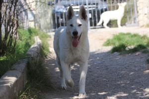 Berger-Blanc-Suisse-Born-to-Win-White-Oligarch-03201