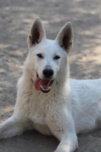 Berger-Blanc-Suisse-Born-to-Win-White-Oligarch-032012