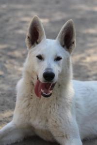 Berger-Blanc-Suisse-Born-to-Win-White-Oligarch-032014
