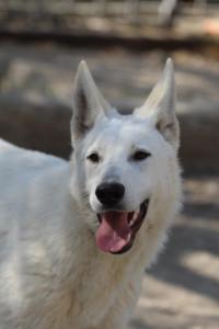 Berger-Blanc-Suisse-Born-to-Win-White-Oligarch-03207