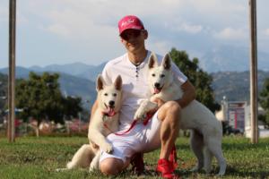White-Swiss-Shepherd-Breeding-Male-BTWW-Wahlman-August-2018-0266