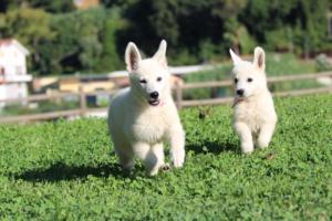 White-Swiss-Shepherd-Puppies-BTWW-F-August-2018-0004