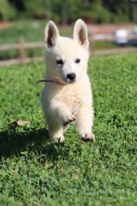 White-Swiss-Shepherd-Puppies-BTWW-F-August-2018-0005