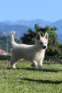 White-Swiss-Shepherd-Puppies-BTWW-F-August-2018-0006