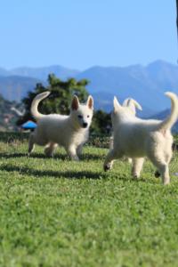 White-Swiss-Shepherd-Puppies-BTWW-F-August-2018-0007