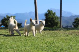 White-Swiss-Shepherd-Puppies-BTWW-F-August-2018-0008