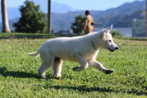 White-Swiss-Shepherd-Puppies-BTWW-F-August-2018-0009