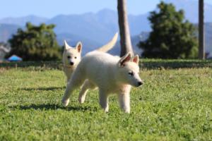 White-Swiss-Shepherd-Puppies-BTWW-F-August-2018-0010