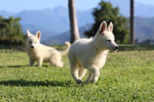 White-Swiss-Shepherd-Puppies-BTWW-F-August-2018-0011