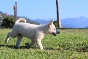 White-Swiss-Shepherd-Puppies-BTWW-F-August-2018-0014