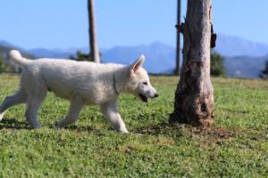 White-Swiss-Shepherd-Puppies-BTWW-F-August-2018-0015