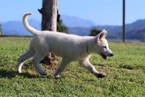 White-Swiss-Shepherd-Puppies-BTWW-F-August-2018-0017