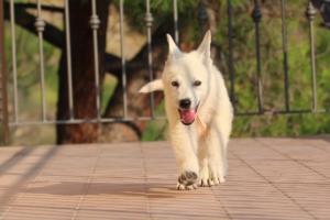 White-Swiss-Shepherd-Puppies-BTWW-F-July-2018-0017