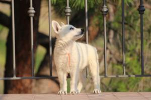 White-Swiss-Shepherd-Puppies-BTWW-F-July-2018-0019