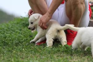 White-Swiss-Shepherd-Puppies-BTWW-GosaNostra-September-12092018-0025