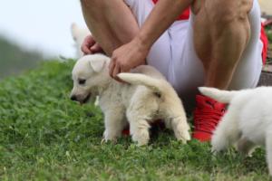 White-Swiss-Shepherd-Puppies-BTWW-GosaNostra-September-12092018-0026