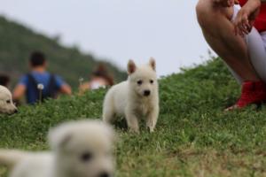 White-Swiss-Shepherd-Puppies-BTWW-GosaNostra-September-12092018-0029