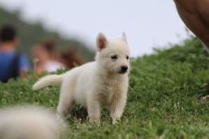 White-Swiss-Shepherd-Puppies-BTWW-GosaNostra-September-12092018-0033
