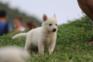White-Swiss-Shepherd-Puppies-BTWW-GosaNostra-September-12092018-0034