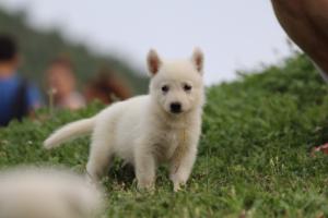 White-Swiss-Shepherd-Puppies-BTWW-GosaNostra-September-12092018-0035
