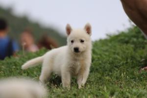 White-Swiss-Shepherd-Puppies-BTWW-GosaNostra-September-12092018-0036
