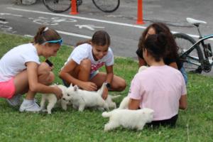 White-Swiss-Shepherd-Puppies-BTWW-GosaNostra-September-12092018-0038