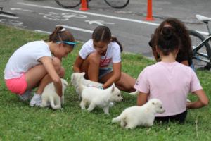 White-Swiss-Shepherd-Puppies-BTWW-GosaNostra-September-12092018-0039