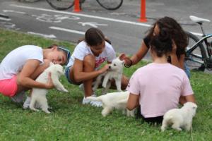 White-Swiss-Shepherd-Puppies-BTWW-GosaNostra-September-12092018-0040