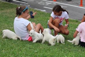 White-Swiss-Shepherd-Puppies-BTWW-GosaNostra-September-12092018-0041