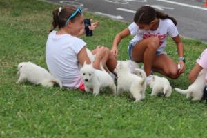 White-Swiss-Shepherd-Puppies-BTWW-GosaNostra-September-12092018-0042
