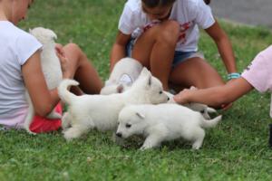 White-Swiss-Shepherd-Puppies-BTWW-GosaNostra-September-12092018-0043